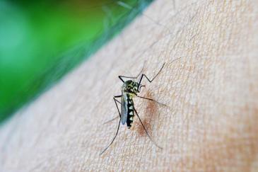 Malaria symptomen? Mug op behaarde huid
