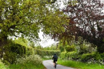 Fietsen in het bos (Vlaanderenroute)